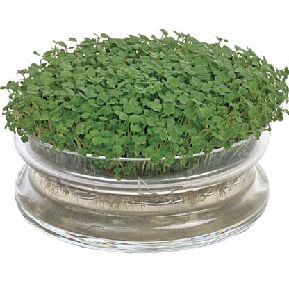 Organic Sprouting Glazen Bowl met Rucola - Parrot and Bird Supplies