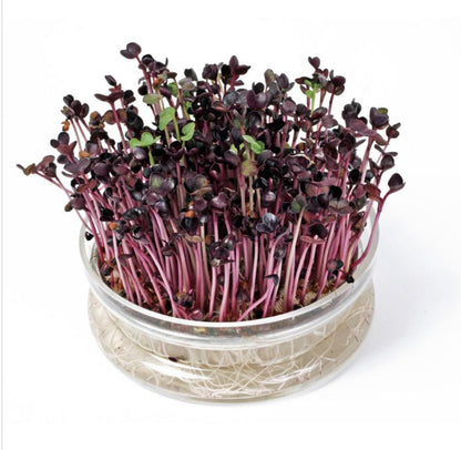 Organic Sprouting Glazen Bowl met Rucola - Parrot and Bird Supplies