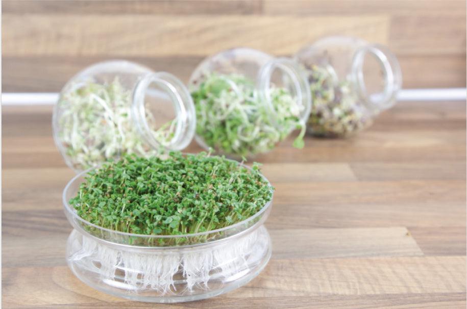 Organic Sprouting Glazen Bowl met Rucola - Parrot and Bird Supplies