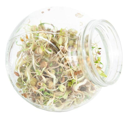 Organic Sprouting pot Salademix - Parrot and Bird Supplies