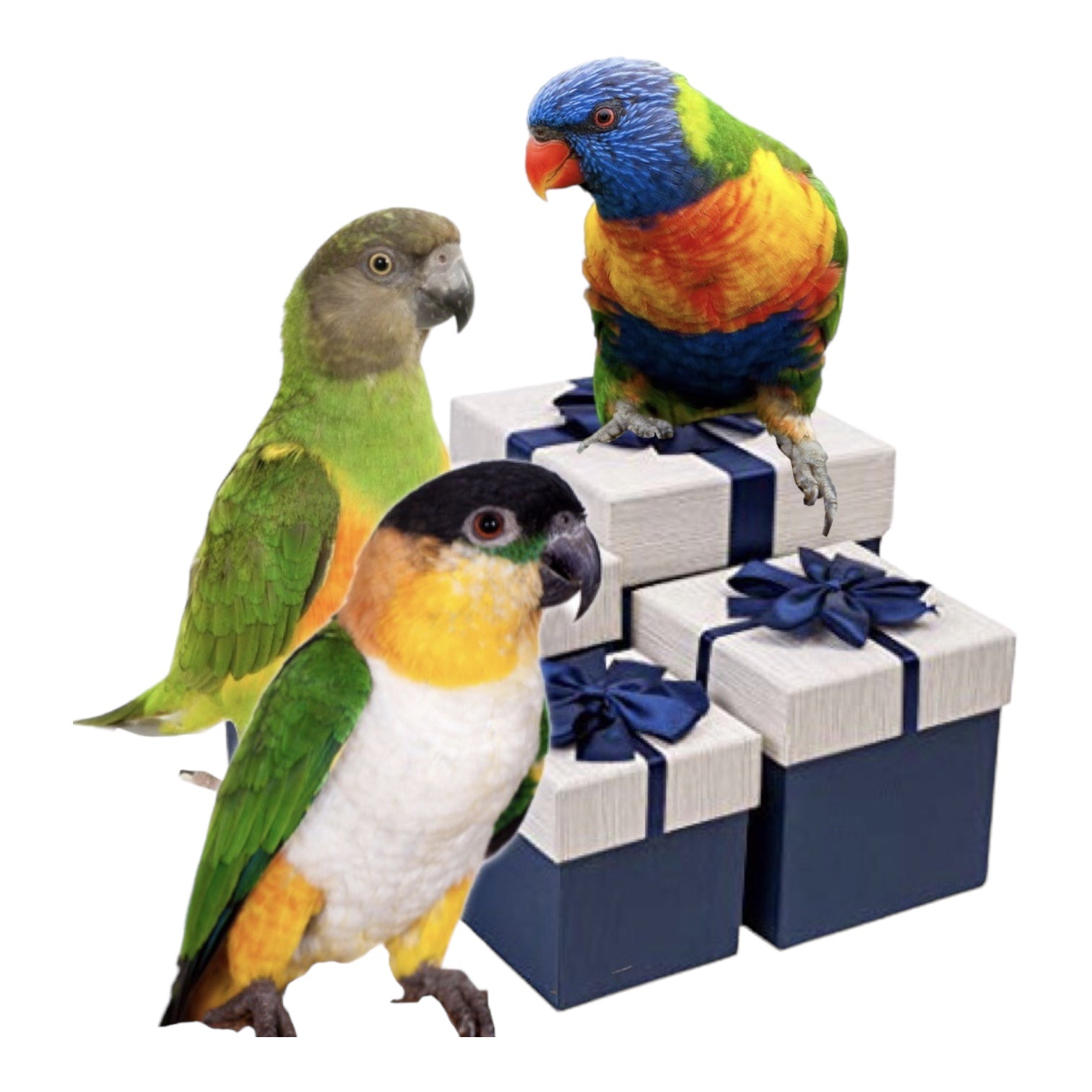 Maand box small. Speeltjes / voeding - Parrot and Bird Supplies