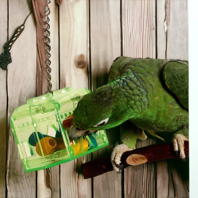 Treasure Hunt - Parrot and Bird Supplies