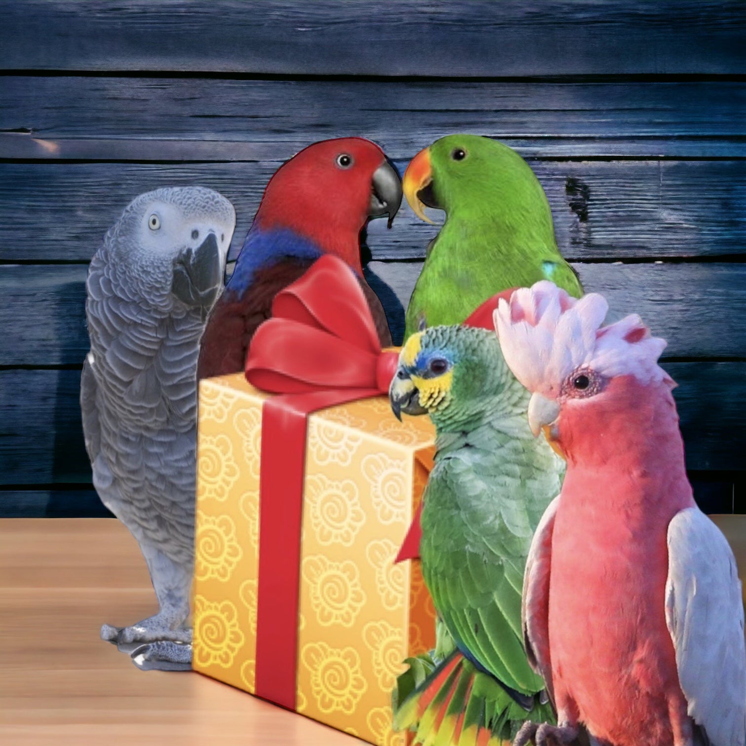 Maand box medium speeltjes / voeding - Parrot and Bird Supplies