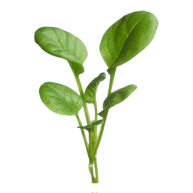 Microgreens Tatsoi - Parrot and Bird Supplies