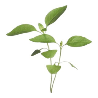 Microgreens Citroen basilicum - Parrot and Bird Supplies