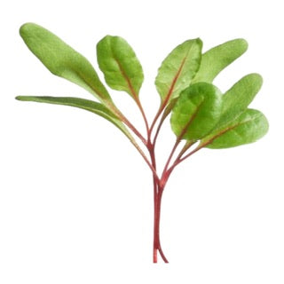 Microgreens Snijbiet - Parrot and Bird Supplies