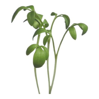 Microgreens Tuinkers - Parrot and Bird Supplies