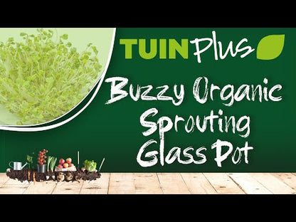 Organic Sprouting Glass Bowl with Arugula